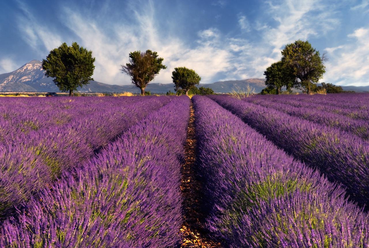 Portail Du Ventoux Central Luxe Jardin Linge Fourni Malaucène エクステリア 写真